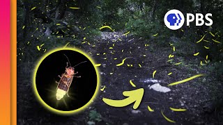 Why Do Fireflies Have Blinky Bottoms [upl. by Aiblis]