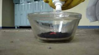 Potassium Permanganate and Glycerin [upl. by Theodora]