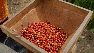 Why is Sumatran coffee so special [upl. by Lindeberg19]