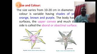 Echinodermata 32 Asterias Morphology [upl. by Sydel]