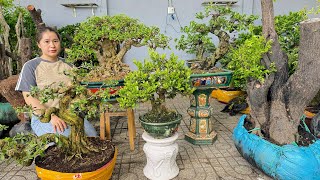 Hoa Trái có đủ 59 Thúy An 0939700449 Mới về nhiều loại bonsai từ Vài Trăm đến Chục Triệu [upl. by Iggie56]