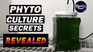 Phyto Culture  Learn About Growing Phytoplankton For Your Reef Tank [upl. by Frisse]