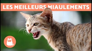 Meilleures VIDÉOS de CHAT QUI MIAULENT🐱🐾 Chat qui MIAULE en colère heureux et drôle [upl. by Shellans]