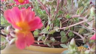 About Portulaca Oleracea Plant Divine Wing [upl. by Orit]