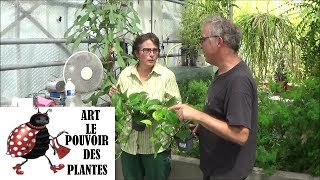 Conseils jardinage  pothos ou scindapsus Entretien et larrosage plante verte dintérieur [upl. by Llohcin64]