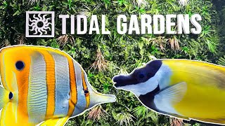 Tidal Gardens Highlights An Amazing Coral Farm [upl. by Buiron]