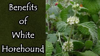 The Benefits of White Horehound [upl. by Reis]