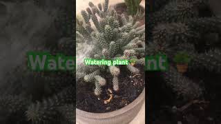 Watering plants 🪴 plants viralshortsvideosandvideos [upl. by Anerehs245]