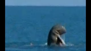 Rare Dolphins Caught on Film [upl. by Hunter]