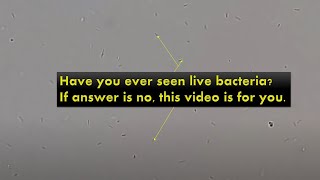 Motility of Escherichia coli Demonstration [upl. by Mena]