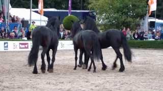 Frédéric Pignon Horse Event 2013 [upl. by Randell825]