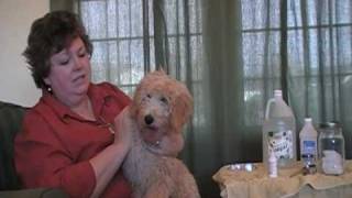 Labradoodles LampG Labradoodle Ear Care Tutorial [upl. by Leelaj]