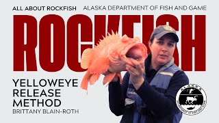 How to use a deepwater release device  release of a yelloweye rockfish [upl. by Sheela703]