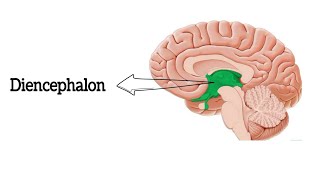 Anatomy of Diencephalon  Thalamus  Hypothalamus  থ্যালামাস  হাইপোথ্যালামাস [upl. by Limann]