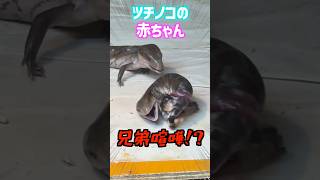 ツチノコの赤ちゃん、兄弟喧嘩！？ 爬虫類 reptiles shorts トカゲ ふじぴこ [upl. by Ellehcen]