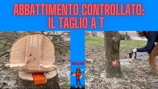 ABBATTIMENTO CONTROLLATO  TAGLIO A T CON MOTOSEGA E CUNEI [upl. by Aimas826]