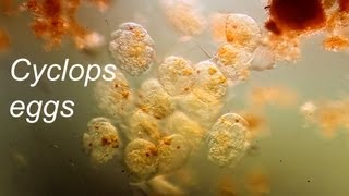 Copepod eggs [upl. by Yenohtna]