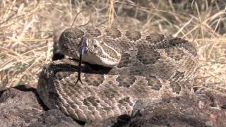 Prairie Rattlesnake [upl. by Ondine]