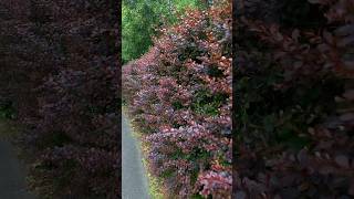 Border red leaf plants australianature shortsindia shortsnew scenery [upl. by Jone802]