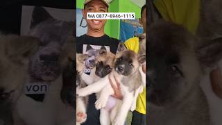 For Sale  American Akita Puppy  Bekasi [upl. by Oilut286]