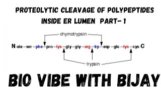 Proteolytic cleavage part 1 [upl. by Morty]