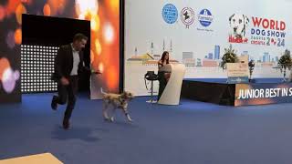 World Dog Show 2024  Full Best in Show [upl. by Aneela]