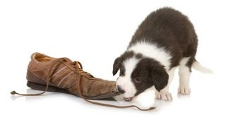 Teach Your Puppy to Drop Something  Puppy Care [upl. by Northey]