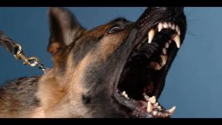 Angry DOG Bark amp Growl Sound Effects [upl. by Hadwin]