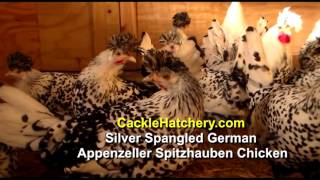 Silver Spangled Appenzeller Spitzhauben Chicken Breed Breeder Flock  Cackle Hatchery [upl. by Reeta]