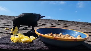 How Im Befriending Wild Crows  Parents Bring Fledgling To Feed [upl. by Arias]