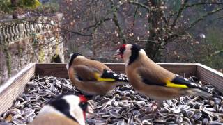 Incroyable vidéo de Chardonneret élégant en liberté  European Goldfinch [upl. by Neva789]