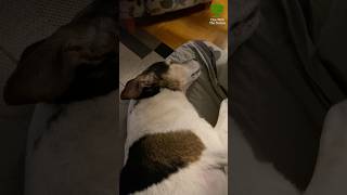 Flipp the dog is barking while sleeping what do you think hes dreaming about dogs shorts [upl. by Easter]