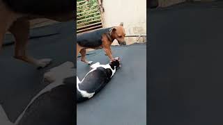 UFC dogs [upl. by Yaron]