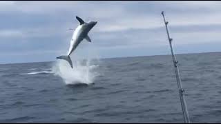 San Diego GIANT MAKO MUST SEE Giant Mako Shark getting airborne [upl. by Hermosa]