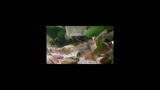 Happy Saturday With My Corydoras [upl. by Neville714]