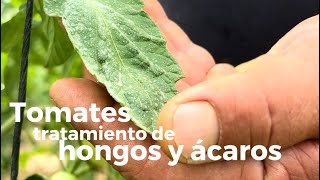 COMO tratar HONGOS y ACAROS en los TOMATES [upl. by Bernadina]