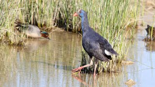 Purple Swamphen [upl. by Albur7]