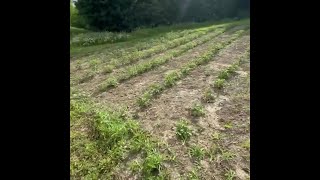 Duffy Homestead Potato Mounds [upl. by Salakcin]