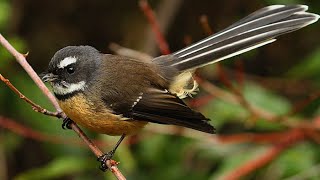 NZ Fantail  Piwakawaka [upl. by Oremoh]