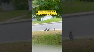 Today I learned that crows eat other birds 🐦‍⬛ music chill crows birds education birdfreaks [upl. by Etnaihc]