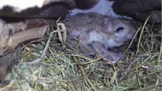 Lesser jerboa feeding her babies [upl. by Lladnar]