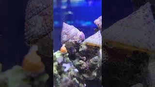 Trochus snail detailing my rocks [upl. by Oinotnas558]