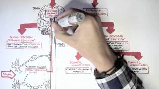 Neurology  Divisions of the Nervous System [upl. by Ziom]