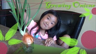 Growing Onions Indoors  Easy Gardening Tutorial [upl. by Kailey454]