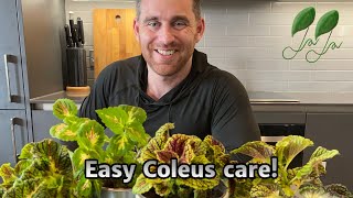 Easy Coleus care amp Propagation [upl. by Ycnahc]