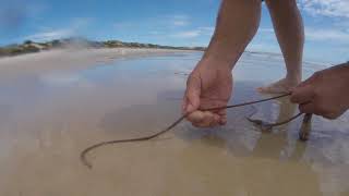 How to catch beach worms useful tips South Australia part 1 [upl. by Yolanda569]