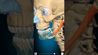 3D animation of digastric muscleaction Mandible depression  YouTube viral shorts [upl. by Bloxberg760]