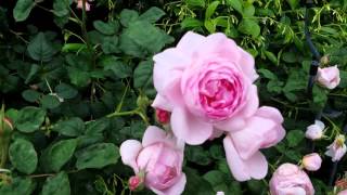 David Austin English Roses In The Garden Growth Habit [upl. by Lonnard303]