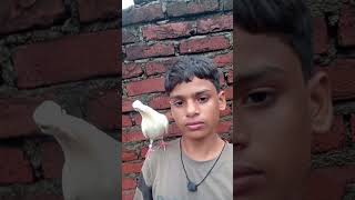 Pigeon changing life 😱🕊️🤬pigeon bird kabootar shorts [upl. by Roxanne362]