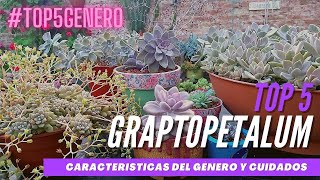 GRAPTOPETALUM  amethystinum superbum pachyphyllum mendozae macdougallii TOP5GENERO [upl. by Nal]